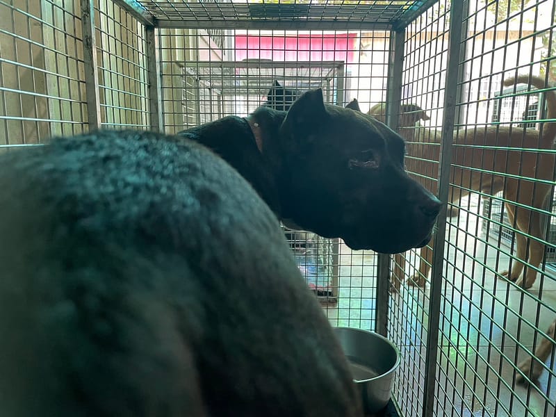 【待認養】美國惡霸犬 狗 (女生) - 屏東縣公立犬貓中途之家