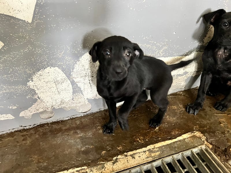 【待認養】混種犬 狗 (女生) - 新竹市動物保護教育園區