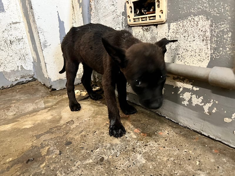 【待認養】混種犬 狗 (女生) - 新竹市動物保護教育園區
