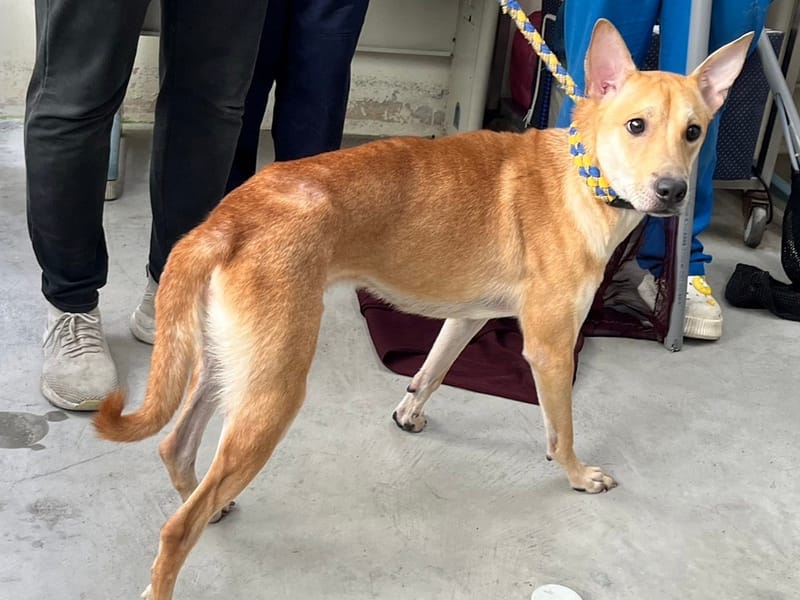 【待認養】混種犬 狗 (男生) - 臺北市動物之家