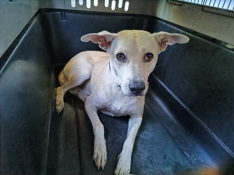 【待認養】混種犬 狗 (男生) - 新北市五股區公立動物之家