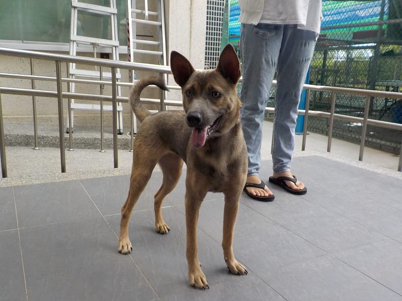 【待認養】混種犬 狗 (女生) - 南投縣公立動物收容所