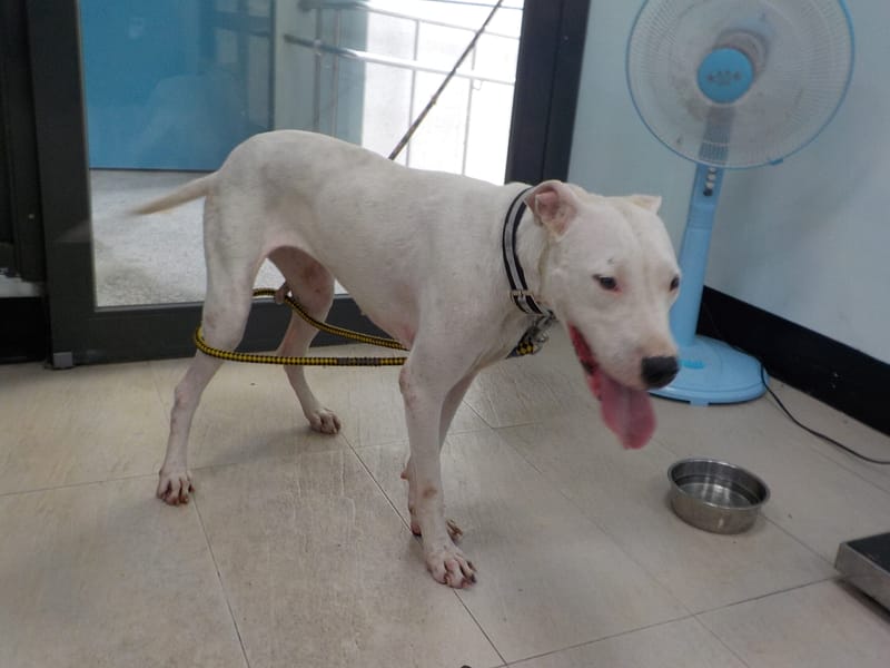 【待認養】混種犬 狗 (女生) - 南投縣公立動物收容所