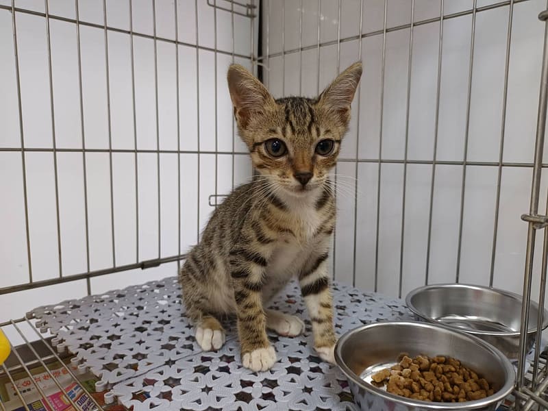 【待認養】混種貓 貓 (男生) - 新北市板橋區公立動物之家