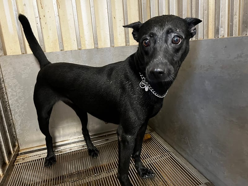 【待認養】混種犬 狗 (女生) - 桃園市動物保護教育園區