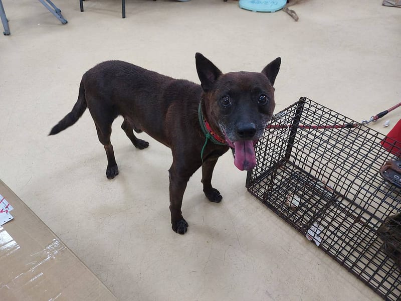 【待認養】混種犬 狗 (男生) - 新北市中和區公立動物之家