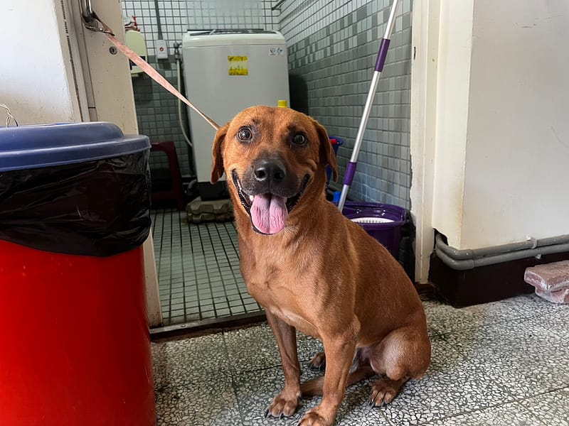 【待認養】混種犬 狗 (男生) - 桃園市動物保護教育園區