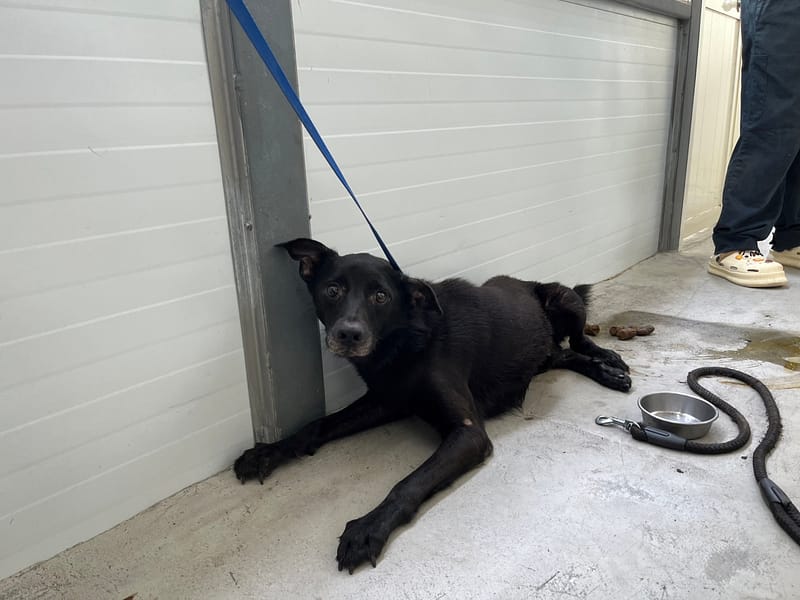 【待認養】混種犬 狗 (男生) - 臺北市動物之家