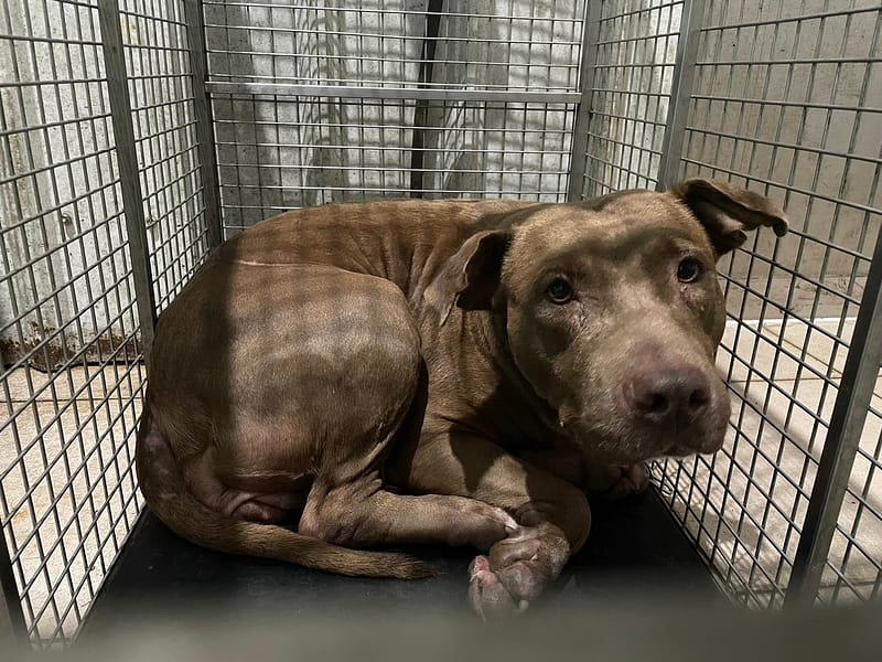 【待認養】混種犬 狗 (女生) - 屏東縣公立犬貓中途之家