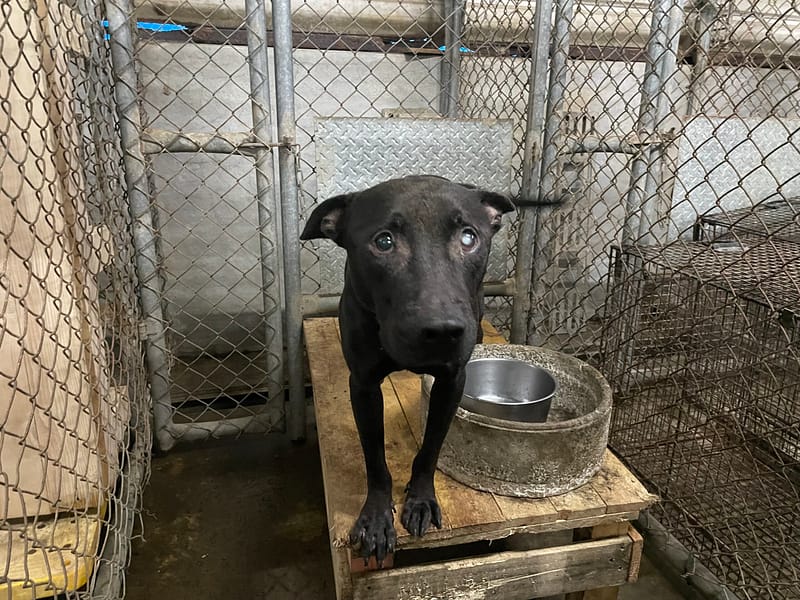 【待認養】比特犬 狗 (男生) - 屏東縣公立犬貓中途之家