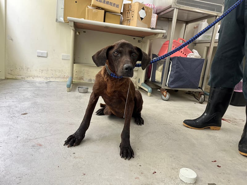 【待認養】混種犬 狗 (女生) - 臺北市動物之家