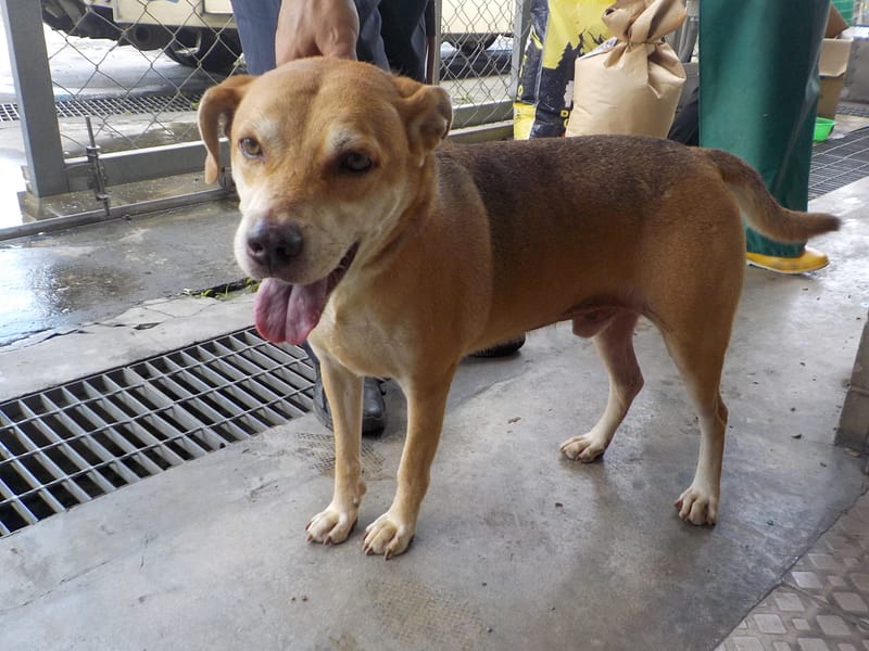 【待認養】混種犬 狗 (男生) - 南投縣公立動物收容所