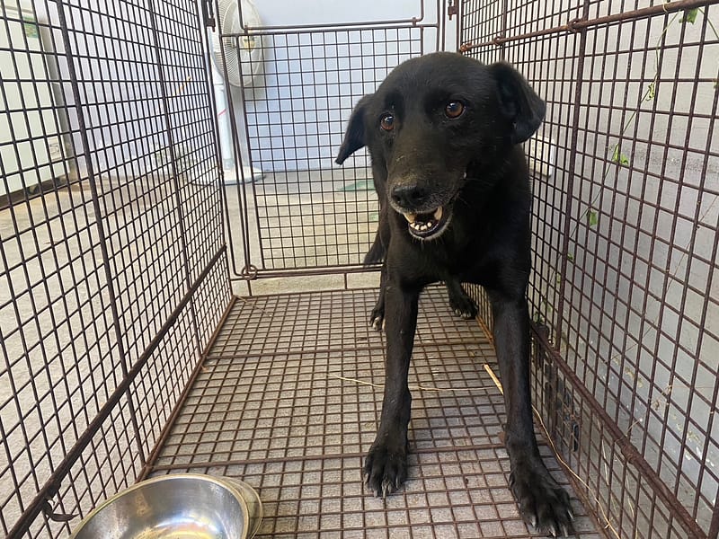 【待認養】混種犬 狗 (男生) - 新北市五股區公立動物之家