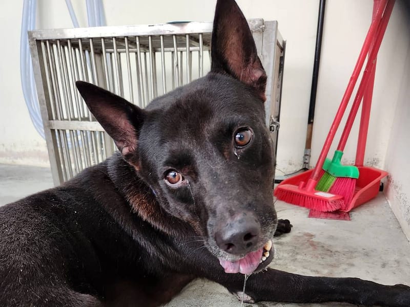 【待認養】混種犬 狗 (男生) - 臺北市動物之家