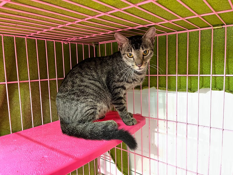 【待認養】混種貓 貓 (女生) - 臺北市動物之家