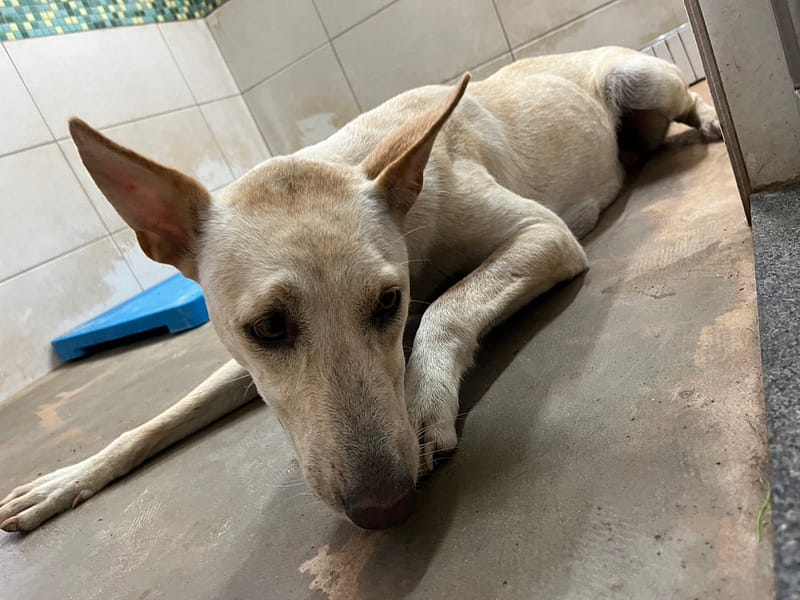 【待認養】混種犬 狗 (女生) - 金門縣動物收容中心