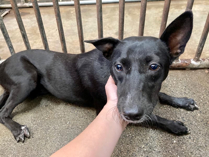 【待認養】混種犬 狗 (女生) - 彰化縣流浪狗中途之家