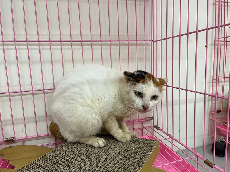 【待認養】混種貓 貓 (女生) - 臺北市動物之家