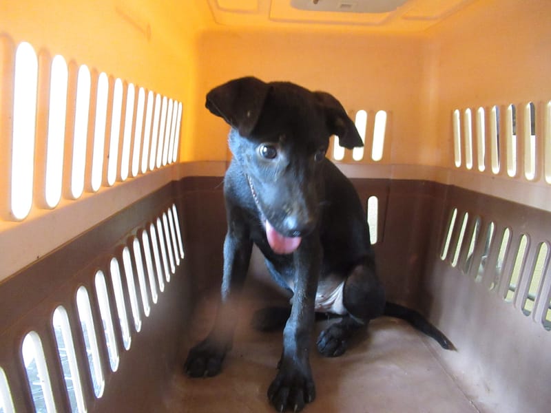 【待認養】混種犬 狗 (男生) - 新竹市動物保護教育園區