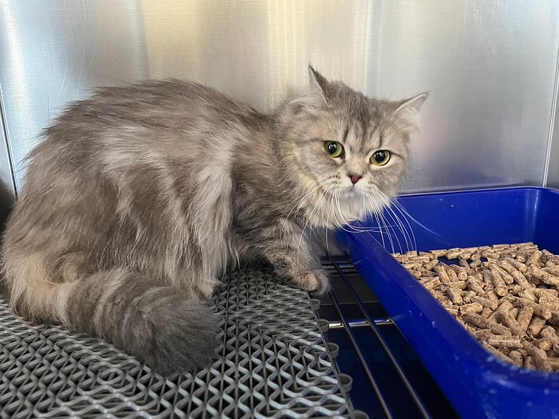 【待認養】英國長毛貓 貓 (女生) - 桃園市動物保護教育園區