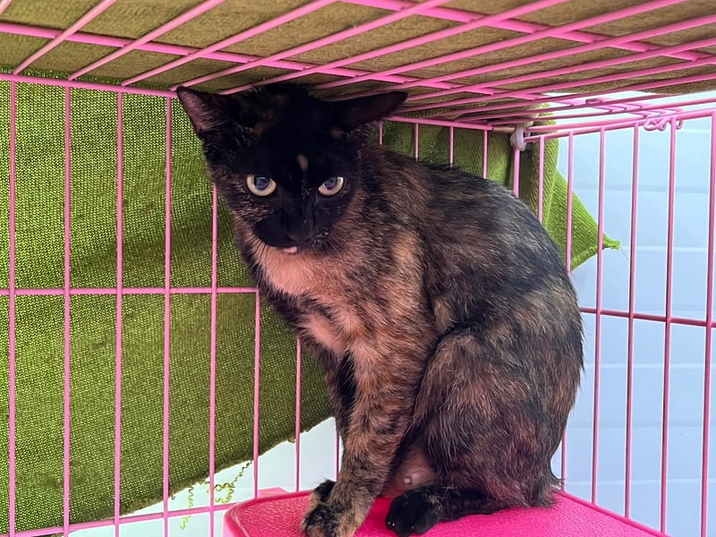 【待認養】混種貓 貓 (女生) - 臺北市動物之家