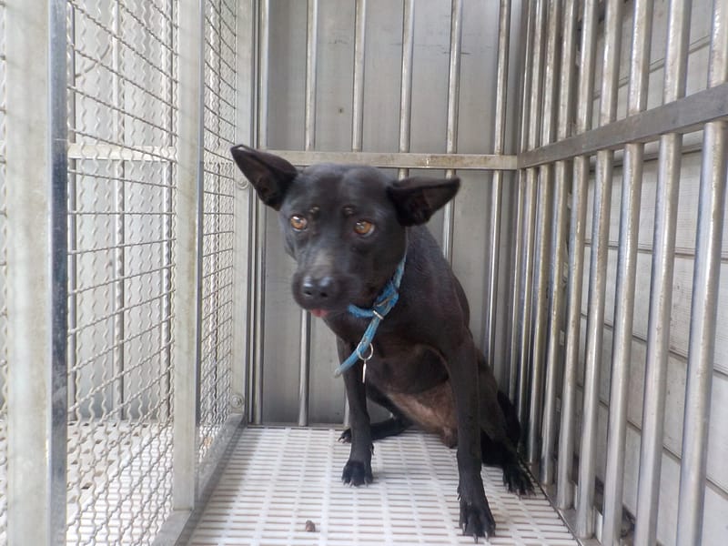 【待認養】混種犬 狗 (女生) - 南投縣公立動物收容所