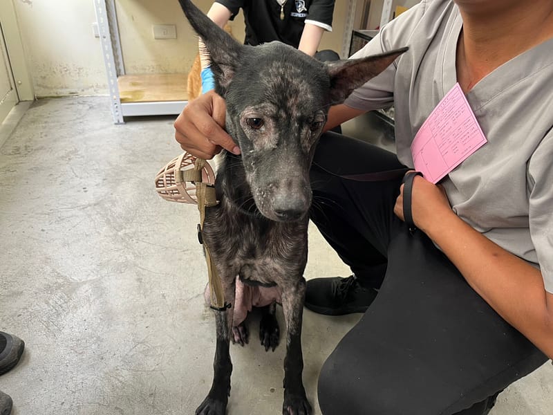 【待認養】混種犬 狗 (女生) - 臺北市動物之家