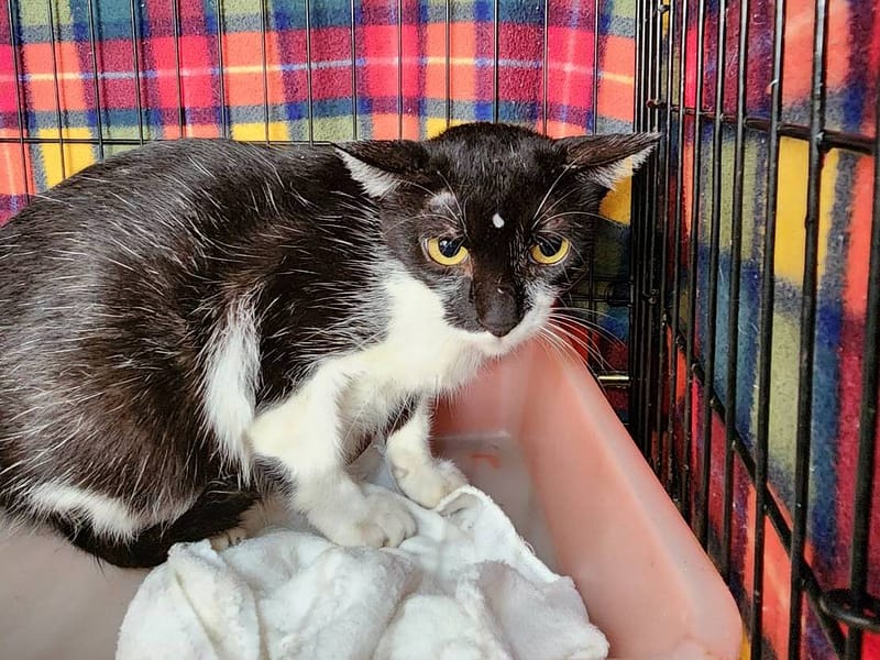 【待認養】混種貓 貓 (女生) - 臺北市動物之家