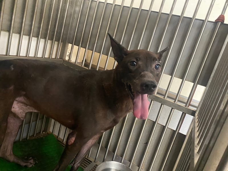 【待認養】混種犬 狗 (男生) - 新北市五股區公立動物之家