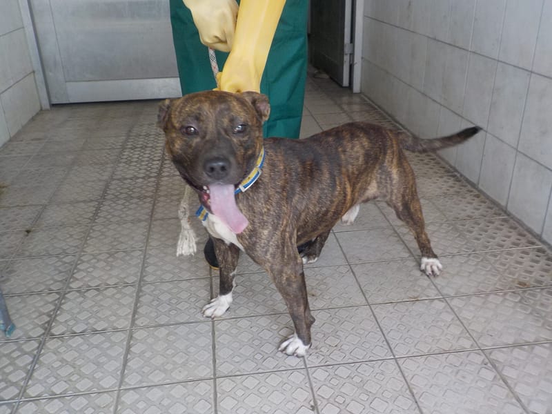 【待認養】混種犬 狗 (男生) - 南投縣公立動物收容所