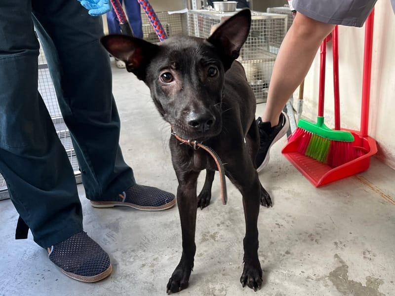 【待認養】混種犬 狗 (男生) - 臺北市動物之家