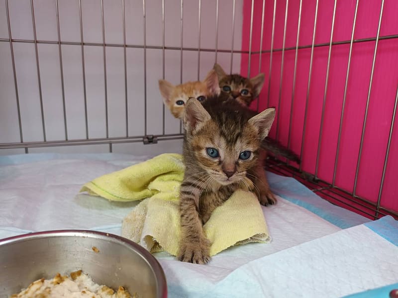 【待認養】混種貓 貓 (女生) - 新北市板橋區公立動物之家