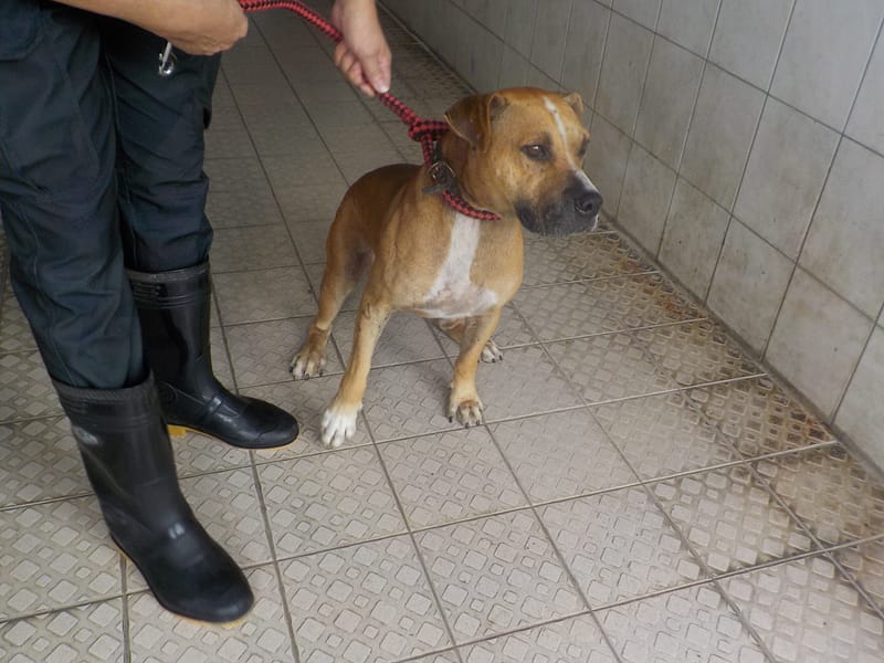 【待認養】混種犬 狗 (男生) - 南投縣公立動物收容所