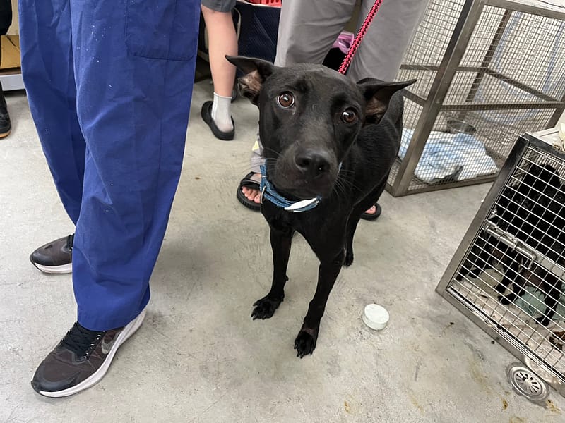 【待認養】混種犬 狗 (女生) - 臺北市動物之家