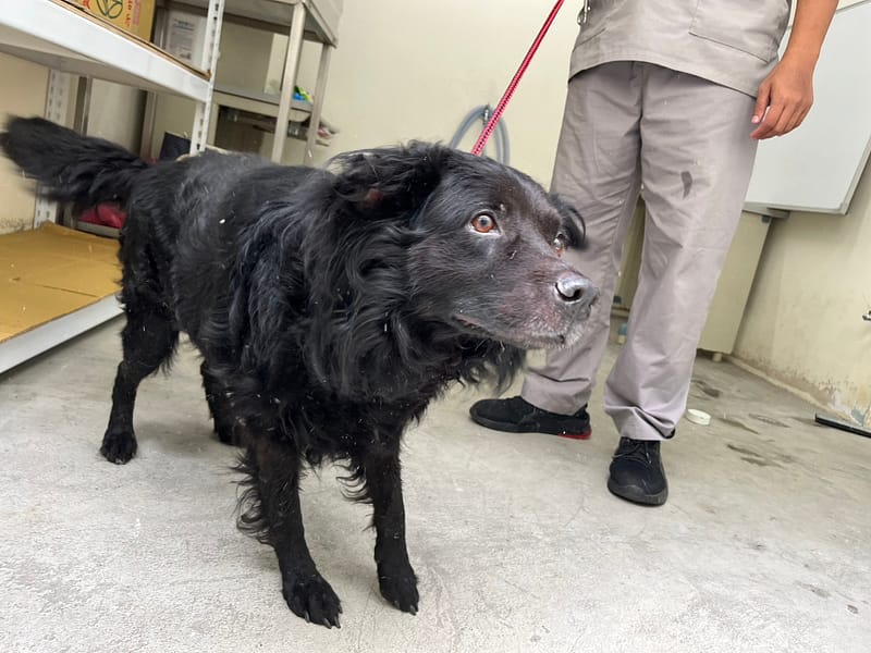 【待認養】混種犬 狗 (男生) - 臺北市動物之家