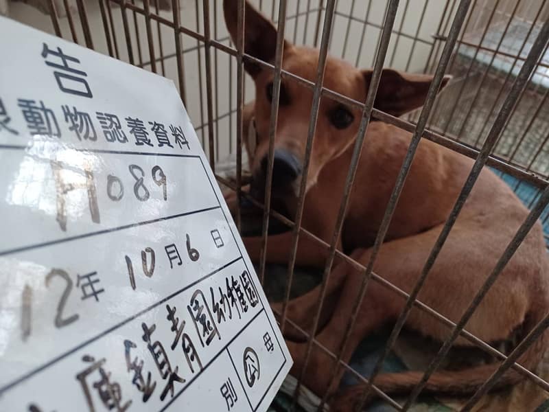 【待認養】混種犬 狗 (男生) - 雲林縣流浪動物收容所