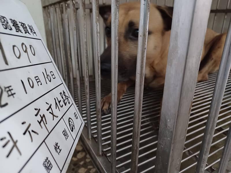 【待認養】混種犬 狗 (男生) - 雲林縣流浪動物收容所