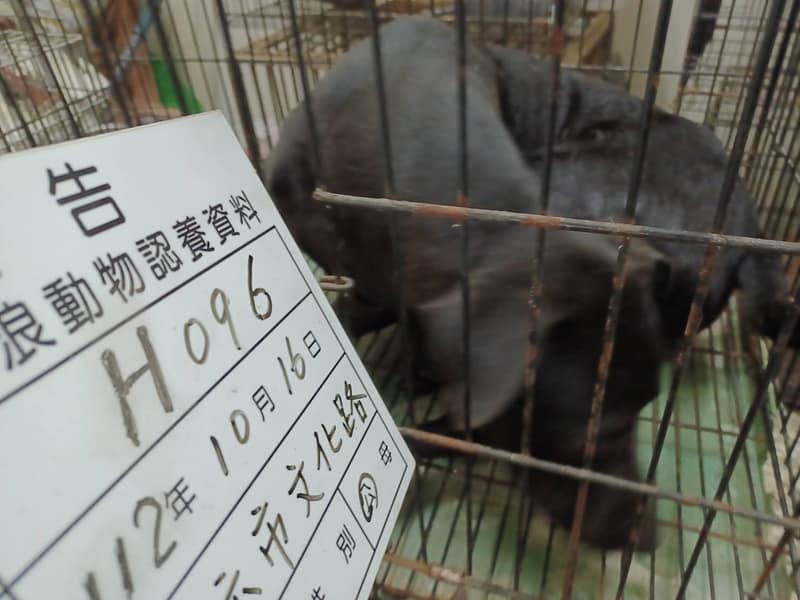 【待認養】混種犬 狗 (男生) - 雲林縣流浪動物收容所