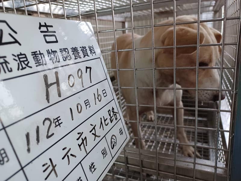 【待認養】混種犬 狗 (男生) - 雲林縣流浪動物收容所