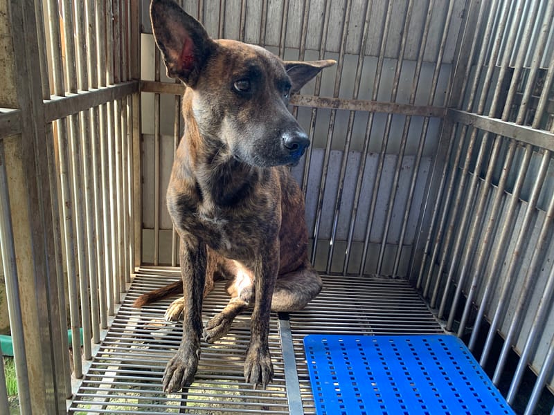 【待認養】台灣犬 狗 (男生) - 新北市淡水區公立動物之家