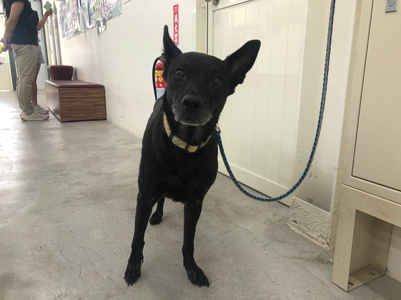 【待認養】混種犬 狗 (女生) - 臺北市動物之家