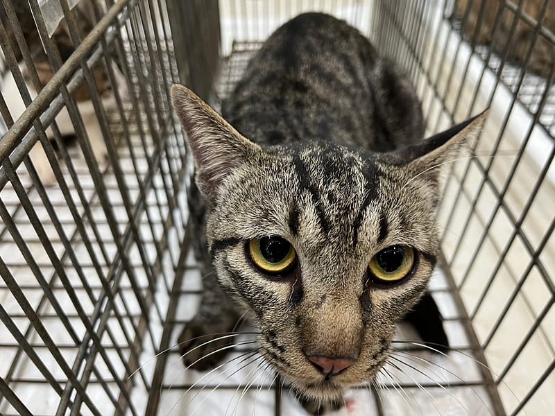 【待認養】混種貓 貓 (男生) - 金門縣動物收容中心