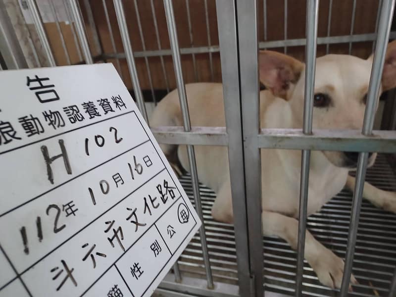 【待認養】混種犬 狗 (女生) - 雲林縣流浪動物收容所