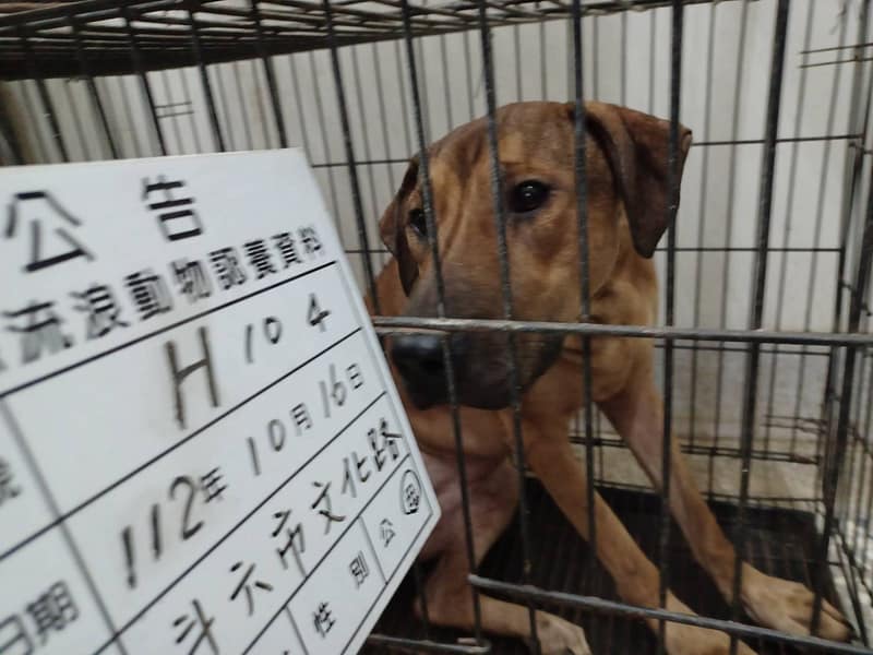 【待認養】混種犬 狗 (女生) - 雲林縣流浪動物收容所