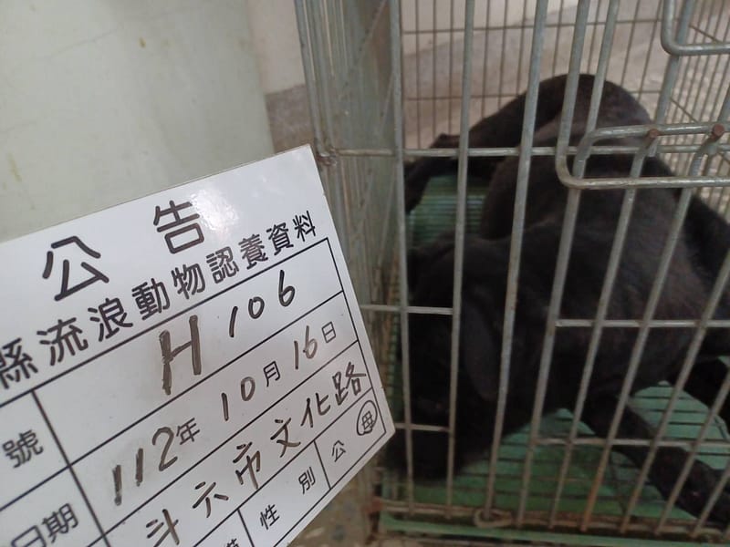 【待認養】混種犬 狗 (女生) - 雲林縣流浪動物收容所