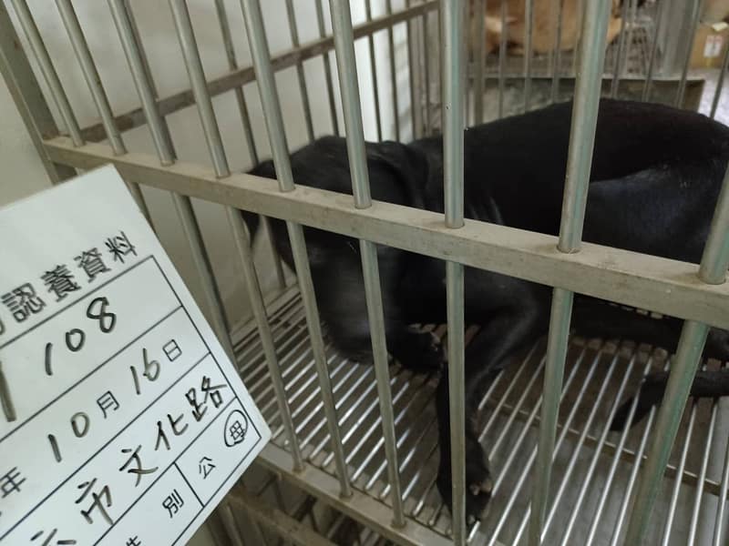 【待認養】混種犬 狗 (女生) - 雲林縣流浪動物收容所