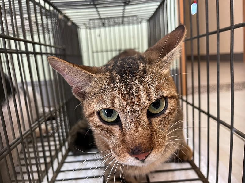 【待認養】混種貓 貓 (男生) - 金門縣動物收容中心