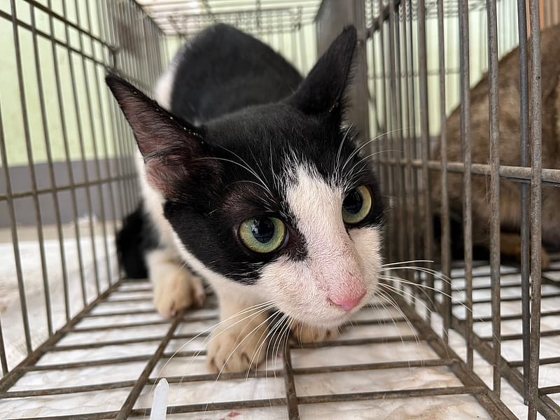 【待認養】混種貓 貓 (男生) - 金門縣動物收容中心