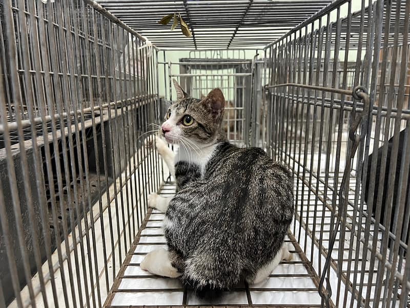 【待認養】混種貓 貓 (女生) - 金門縣動物收容中心