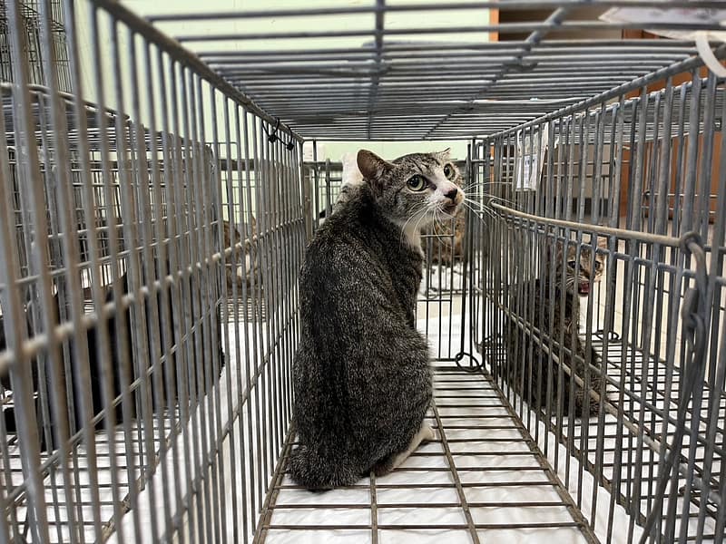 【待認養】混種貓 貓 (女生) - 金門縣動物收容中心